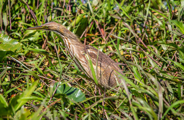 Florida Everglade Bird