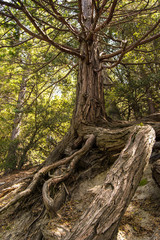 old tree in the forest