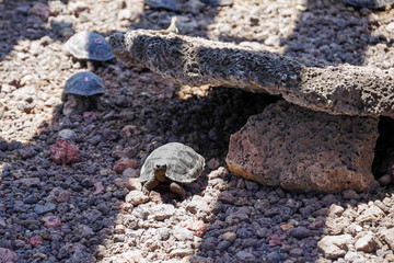 Above view of little Giant Tortoise Chelonoidis nigra in Galapagos Islands, Ecuador