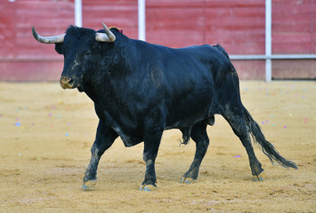 toro negro en españa