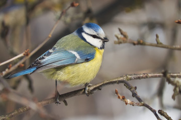 Eurasian blue tit (Cyanistes caeruleus)