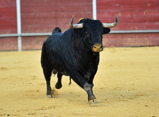 toro en españa