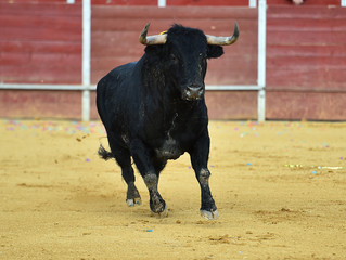 toro tradicional en españa