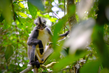 Thomas's Leaf monkey