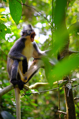 Thomas's Leaf monkey yawning