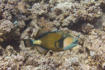 Naklejka na ściany i meble Titan Triggerfish on Coral Reef