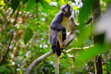 Sad Thomas's Leaf monkey