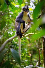 Thomas's Leaf monkey