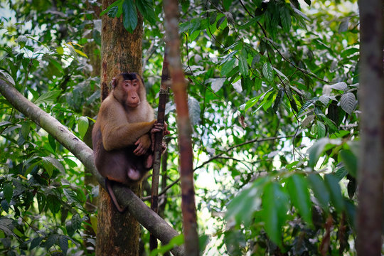 Wild Pig-tailed Macaque