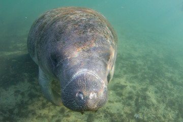 Endangered Florida Manatee