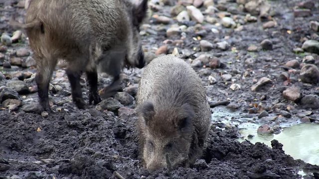 Wildschweine w&uuml;hlen im matschigen Untergrund, full HD 1080p Video Footage 25 fps