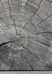 The old wood texture with natural patterns. Cross-section of the old tree