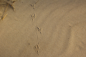 Tracks from a bird in the sand