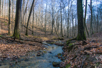 Stream through Woods