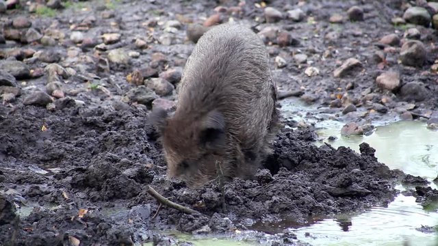 Wildschweine w&uuml;hlen im matschigen Untergrund, full HD 1080p Video Footage 25 fps