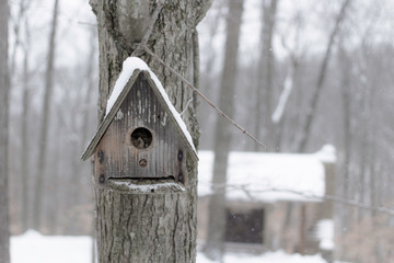 Snowy Birdhouse in the Woods