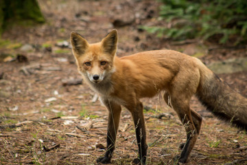 Fox in the North Woods