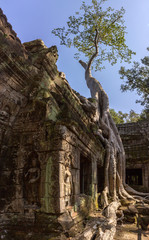Fototapeta premium Ta Prohm temple at Angkor, built in the Bayon style in the 13th century and originally called Rajavihara, it was founded by the Khmer King Jayavarman. Siem Reap, Cambodia.