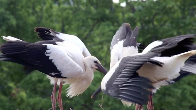 Wei&szlig;st&ouml;rche im Nest, Mutter kommt zur F&uuml;tterung, full HD 1080p Video Footage