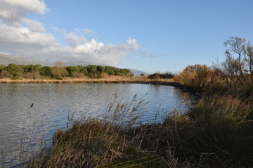 landscape withe the lake and birds