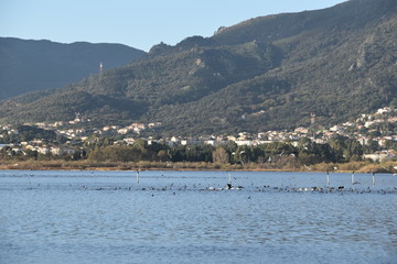 Fototapeta na wymiar landscape withe the lake and birds