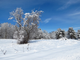 Cold Snow Covered Field