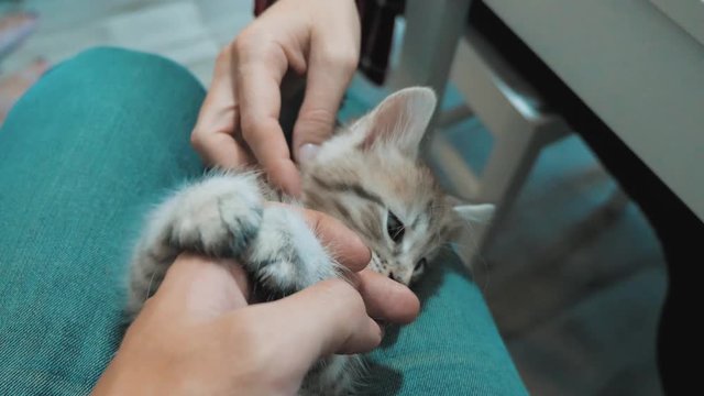 man playing with a kitten with his hand on his lap. little kitty is played beautiful cute funny video. cat pet kitten and human host lifestyle friendship love care