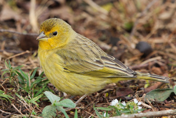 Saffron Finch