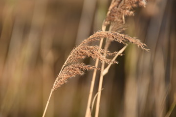 grass in the wind