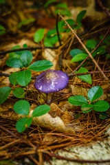Mushrooms in a forest. Selective focus NY upstate