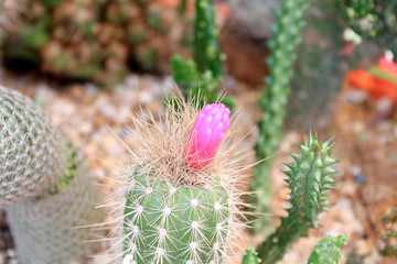 Cactus Flower (Arrojadoa)