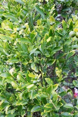 Kumquat fruits 
