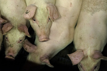 Group of pigs in farm stable.