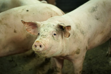 Pig farm with pigs.