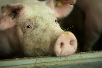 A sow in an open room watching.