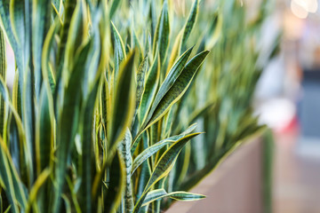 Sansevieria trifasciata Prain , Mother in law tongue , Viper's bowstring hemp . Can be used indoor...