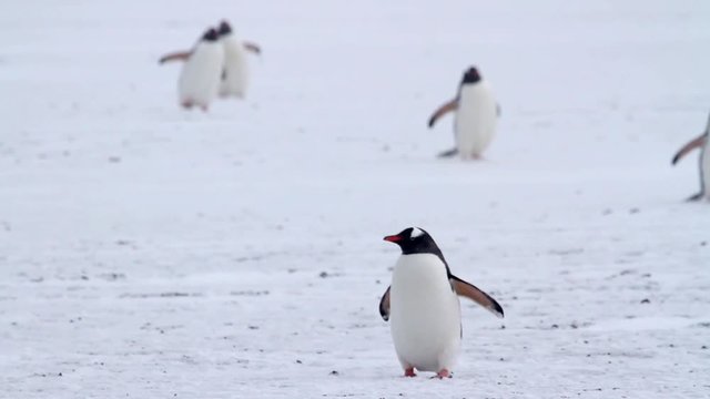 Penguins in the snow Gentoo penguin in the snow of Antarctica