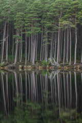 Obraz premium Caledonian Forest 