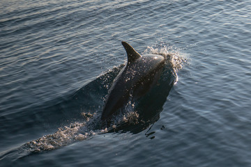 Obraz premium Dolpin butelkowy w pobliżu Ventury u wybrzeży Kalifornii w Stanach Zjednoczonych