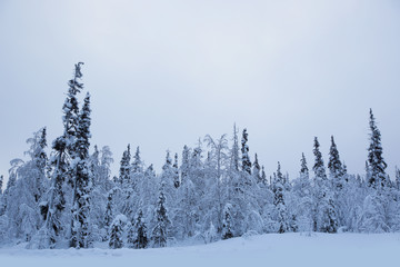 Winter landscape with Trees in snow