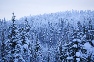 Winter forest landscape