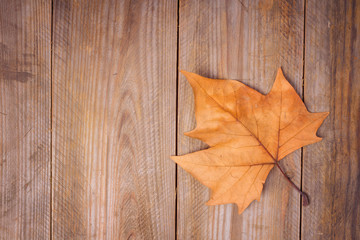 Naklejka na ściany i meble Autumn Leaves over wooden background.With copy space
