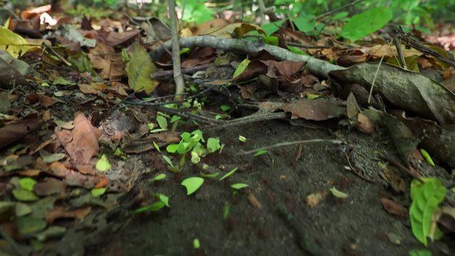 Ants Walkinga at the forest, Tayrona National Natural Park, Magdalena Department, Caribbean, Colombia