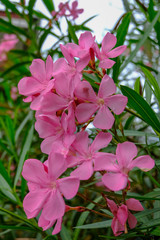 Oleander flower with pink color and green leaves.  Bouquet of bright pink and Fragrant flowers