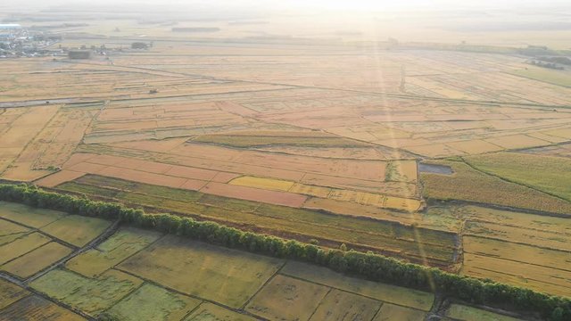 Fly over beautiful cereal cultivated farm land with sunshine on it, Qiqihar, Heilongjiang, China, Asia.