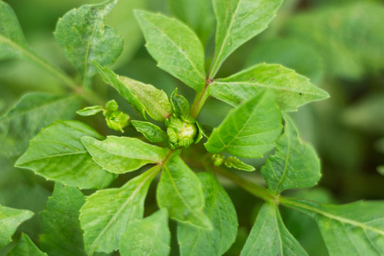 Bot&atilde;o de flor 