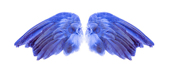 Angel wings on white background