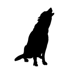 Howling gray wolf
