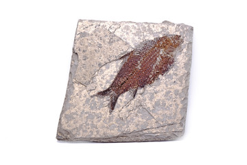 Fossil : Fish Fossil (Lycoptera sp.) from Jurassic age. Isolated on white background.