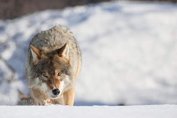 Obraz premium Eurasian Wolf Canis lupus lupus